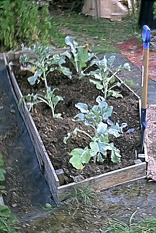 Brassicas (20 July)